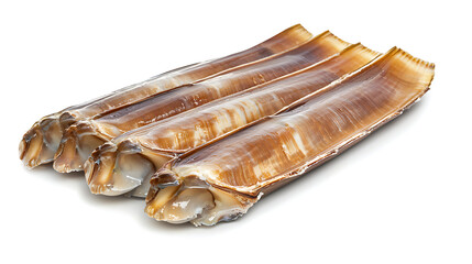 fresh razor clams isolated on white background