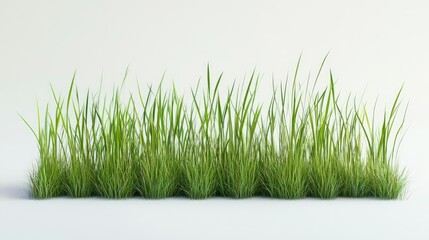 Obraz premium Isolated row of verdant grass tufts, with detailed blades, on a clean white surface.