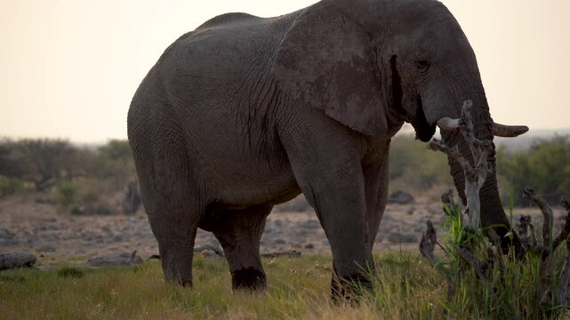 Big elephant eating green grass in the Etosha National Park in Namibia, Africa. 