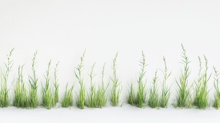 Fototapeta premium Line of verdant grass tufts, each with distinct shapes, against a white backdrop.
