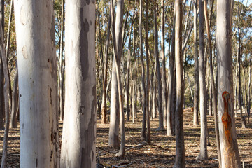 eucalyptus trees in arid australian bushland