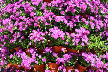 Many Beautiful magenta chrysanthemum flowers in pot, South Korea. Autumn time in Seoul, Republic of Korea