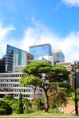Obraz premium Modern buildings in the area Myeongdong, Seoul, South Korea. Beautiful landscape with pine tree and skyscrapers, Myeong dong district, Seoul, Republic of Korea