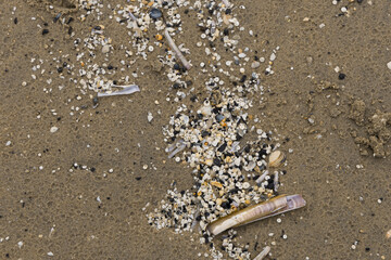 shells and sand on the shore of the northern sea background