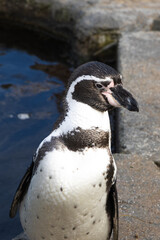 Naklejka premium penguins in the oceanarium in the hague netherlands
