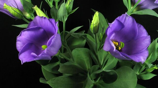 Time lapse of blooming eustoma flower