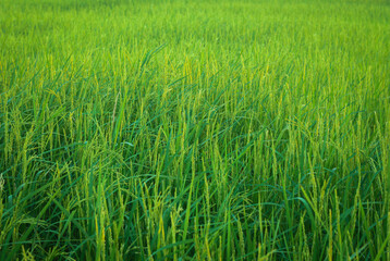 Green rice plants in rice fields in Thailand