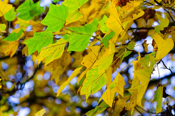 Close-up of autumn leaves of Liriodendron Tulipifera L. tree at Swiss City of Zürich at sunset of an autumn day. Photo taken October 21st, 2024, Zurich, Switzerland.
