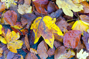 Close-up top view of brown and yellow colored autumn leaves lying on pathway in the woods at Swiss City of Zürich at sunset of an autumn day. Photo taken October 21st, 2024, Zurich, Switzerland.