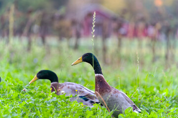 Flock of Indian Runner ducks grazing on meadow at Swiss City of Zürich at sunset of an autumn day. Photo taken October 21st, 2024, Zurich, Switzerland.