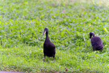 Flock of Indian Runner ducks grazing on meadow at Swiss City of Zürich at sunset of an autumn day. Photo taken October 21st, 2024, Zurich, Switzerland.