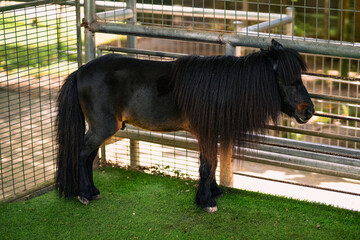 Black pony in the barn on a sunny day.