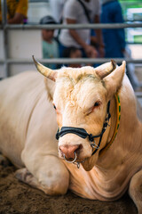 Portrait of a buff hybrid highland cow resting in the cowshed.