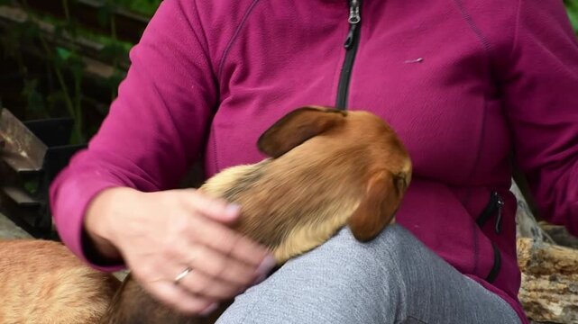 Close-up woman pets her ginger playful puppy ,horizontal 4k footage 