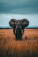 Naklejka premium A lone African elephant stares directly at the camera in a field of tall grass