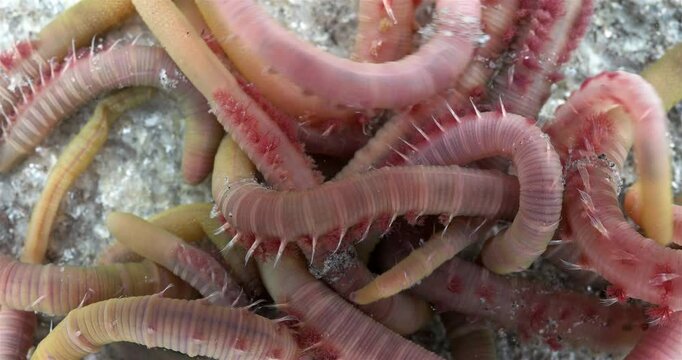Colony of Arenicola marina worms close-up, class Polychaeta. They inhabit the intertidal zone and dig holes in silty-sandy soil. White Sea