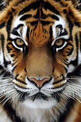 Fototapeta premium Close-up of a Tiger's Face with Intense Gaze