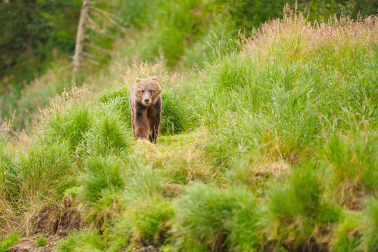 Brown Bear Walking Along Shore at Brooks Falla