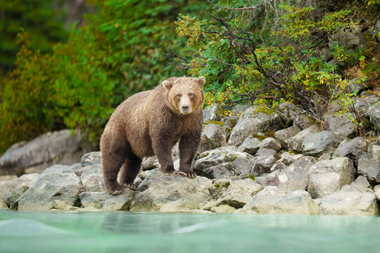 Fat Brown Bear in Alaska National Park