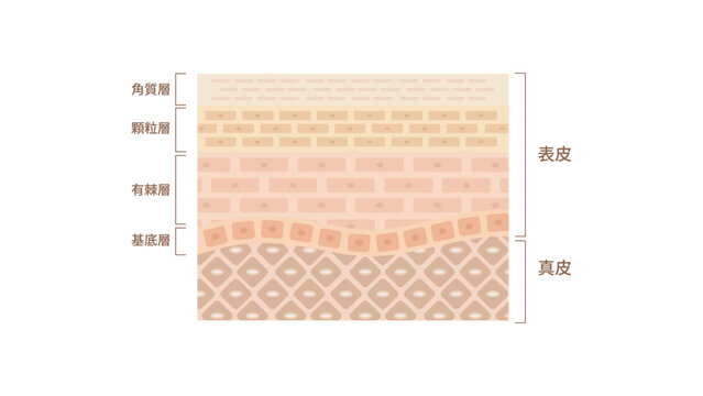 表皮の仕組みと働き,真皮,表皮,皮下組織,角質層,顆粒層,基底層,有棘層,お肌,スキンケア,化粧水,乳液,美肌