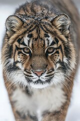 Obraz premium Close-up of a Tiger's Face in Snowy Conditions