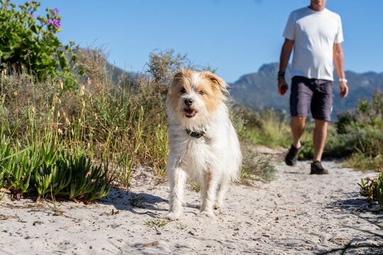 Dog walking on a sandy path with a man in the background.