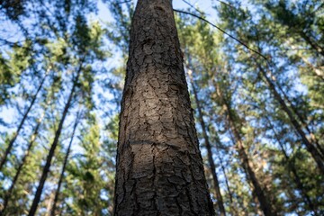 Close-up of a tree trunk with forest background