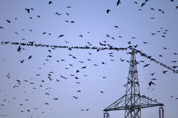Obraz premium Birds Gathering on Power Lines Over Taehwa River