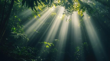 A lush tropical rainforest illuminated by beams of sunlight breaking through the dense canopy, evoking the beauty of nature