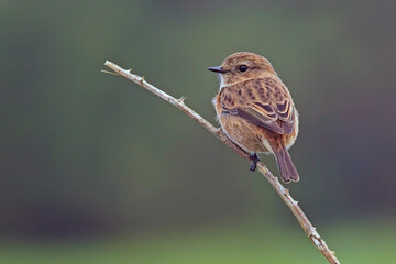 Common or European Stonechat (Saxicola rubicola) an Autumn female or juvenile perched on Bramble,...