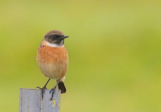European Stonechat (Saxicola rubicola), male perched on a fence post at Drift Reservoir, Cornwall, UK.