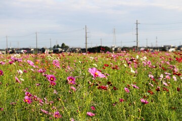 秋空と癒しのコスモス畑　