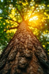 Obraz premium A Low-Angle View of a Tree Trunk in Sunlight with Blurred Green Foliage