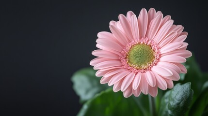 Pink Gerbera Daisy