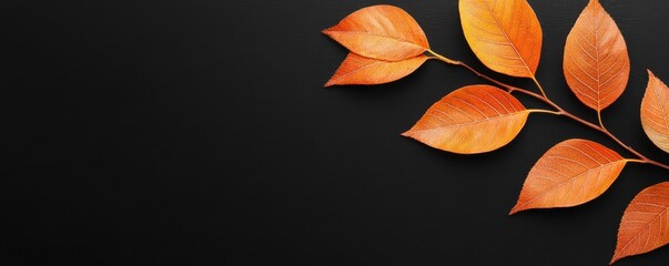 Obraz premium Autumn leaves with vibrant orange hues on a black background, perfect for seasonal decoration and design.