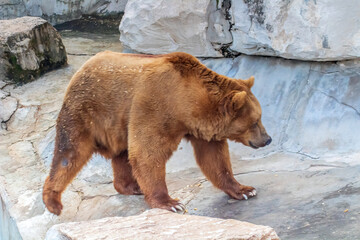 The Majestic Grizzly Bear Treading Across Rocky Terrain