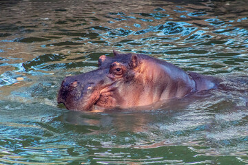 Hippopotamus Swimming in the Water