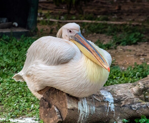 A White Pelican Perched on a Large Tree Branch in Nature