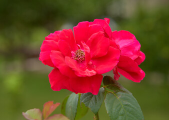 Obraz premium red rose with rain drops close-up in garden