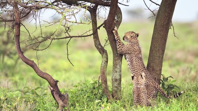 Cheetah Cubs Climbing a Tree in Serengeti National Park in Tanzania in Africa on African Wildlife Safari Animals Game Drive, Playful Cheetahs Cub Being Mischievous, Playful Baby Animals