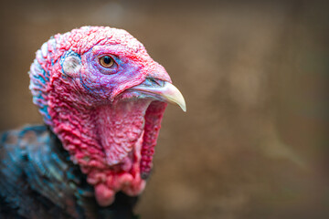 A creapy bird with a lots of colours