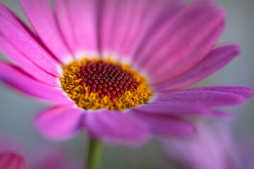 Fototapeta premium A lovely pink summer flower