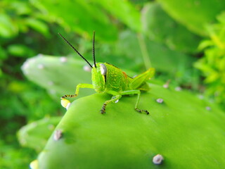 Green grasshopper on green cactus