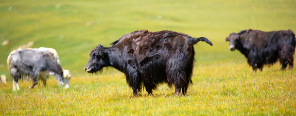 A herd of yaks graze in the mountains. Himalayan big yak in a beautiful landscape. Hairy cow cattle wild animal in nature in Tibet. Sunny summer day in the wild. Farm animal in Nepal and Tibet.
