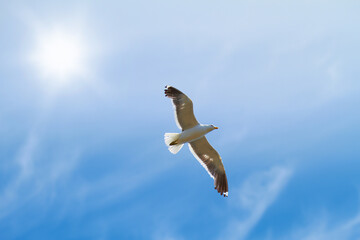 Bird, blue sky and flying for hunting as animal for wildlife, seagull and nature outdoor. Clouds, freedom and adaptability with wings open, feathers and migrate for climate or weather change