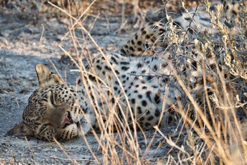 Leopard snoozing in Namibia