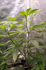 Healthy cannabis plant with vibrant green leaves and serrated edges, thriving under optimal conditions.