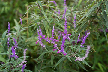 Beautiful purple flowers of Salvia farinacea. the mealycup sage, mealy sage.