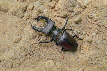 Stag beetle, Lucanus cervus, big insect to an golden sand