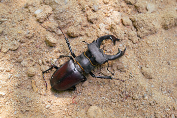 Stag beetle, Lucanus cervus, big insect to an golden sand